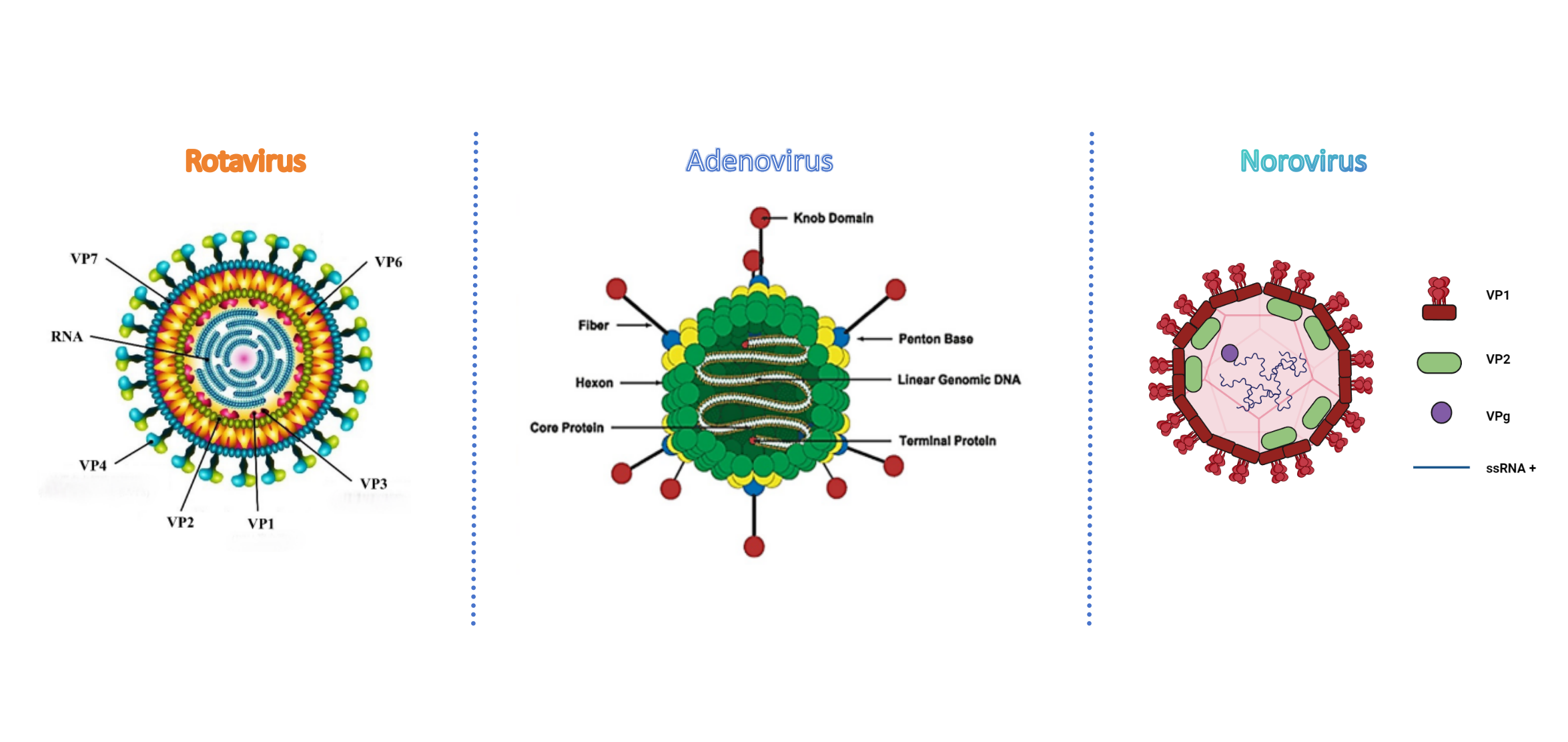 Rotavirus adenovirus Norovirus -antigeenitesti