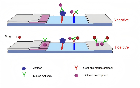 virtsan huumetestin periaate